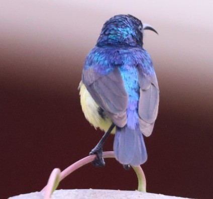 Variable Sunbird - ML589655381