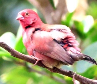 Red-billed Firefinch - ML589655431