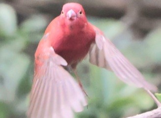 Red-billed Firefinch - ML589655481