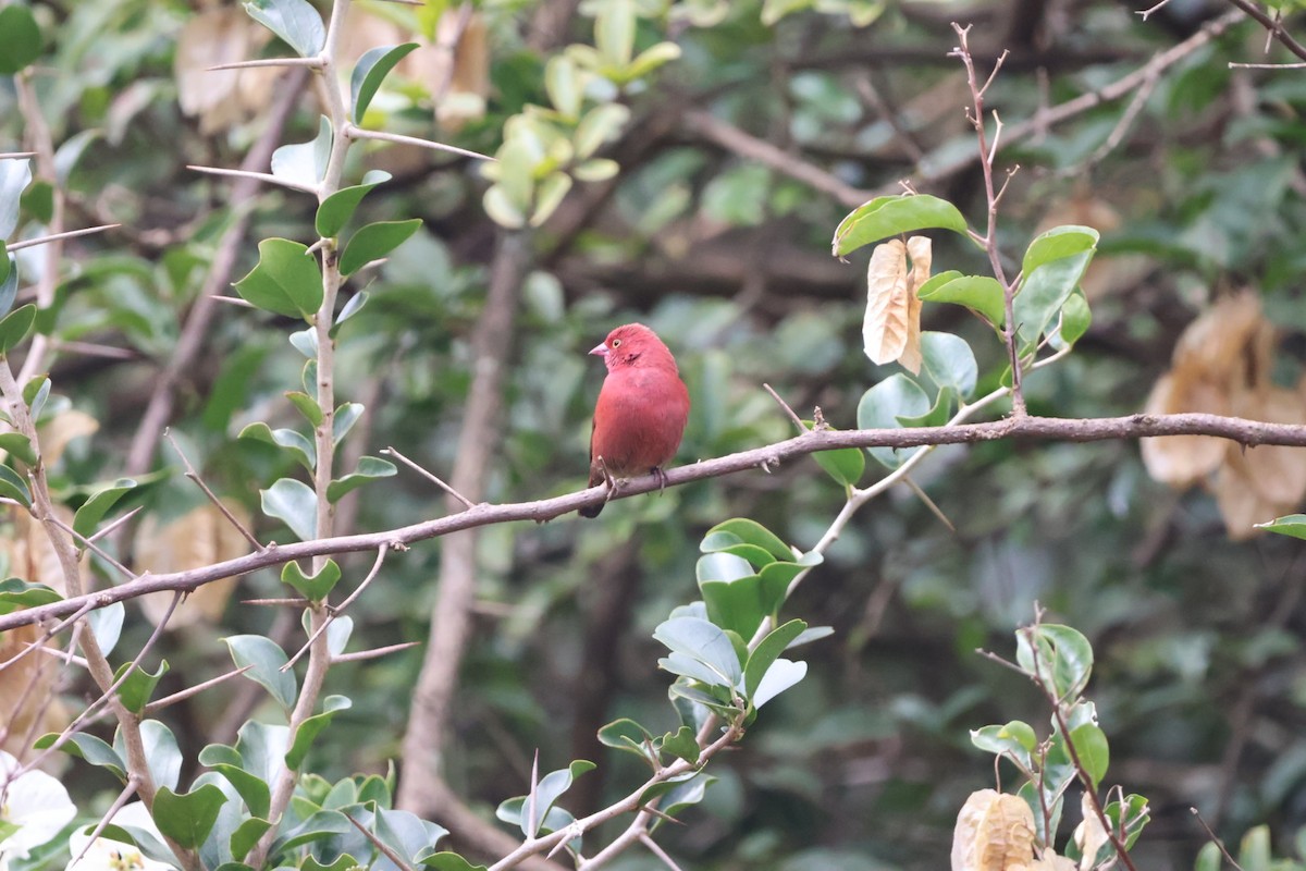Red-billed Firefinch - ML589655521