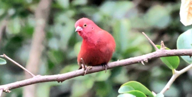 Red-billed Firefinch - ML589655541