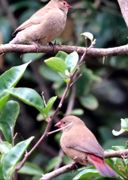 Red-billed Firefinch - ML589655571