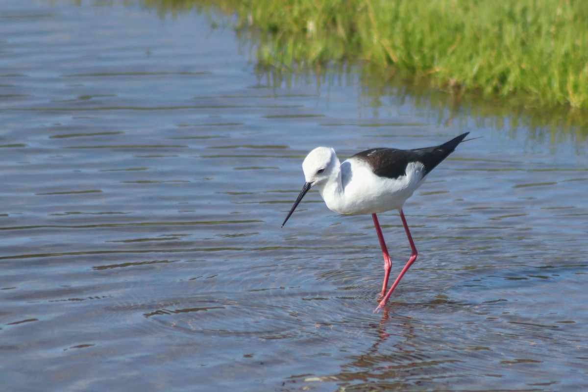 Black-winged Stilt - ML589656931