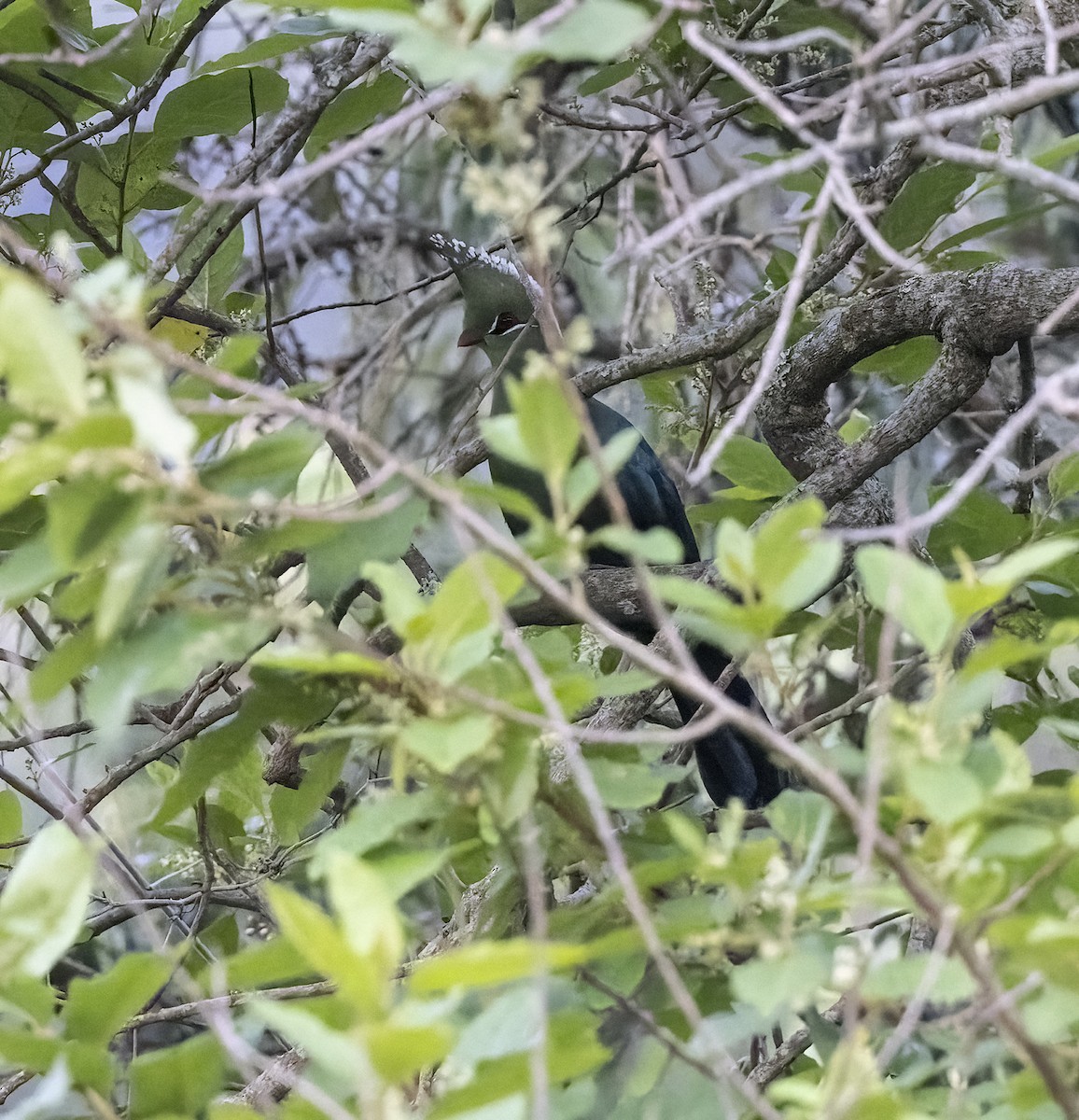 Livingstone's Turaco - Abdulrahman Al-Sirhan