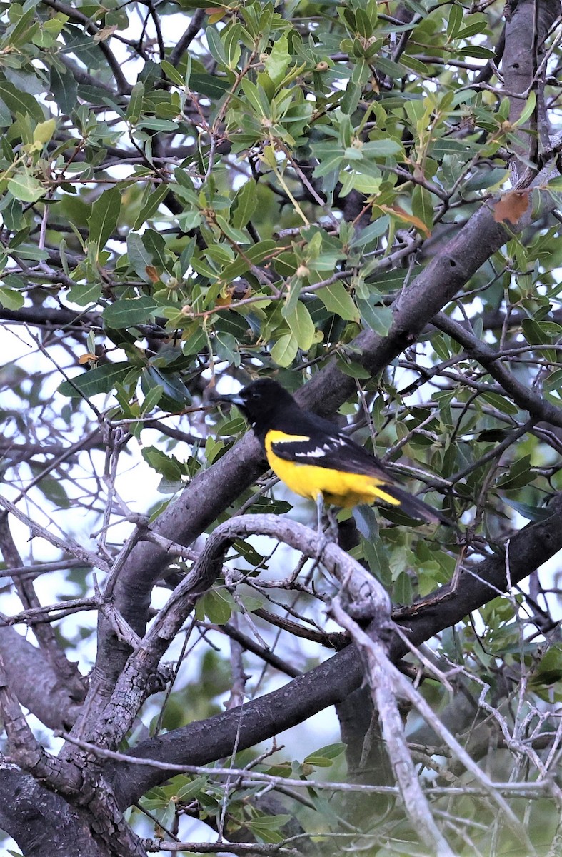 Scott's Oriole - ML589657101