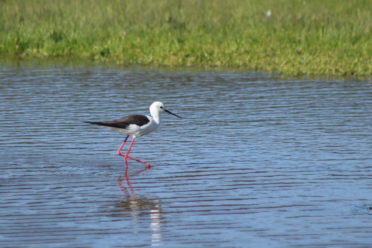 Black-winged Stilt - ML589657251