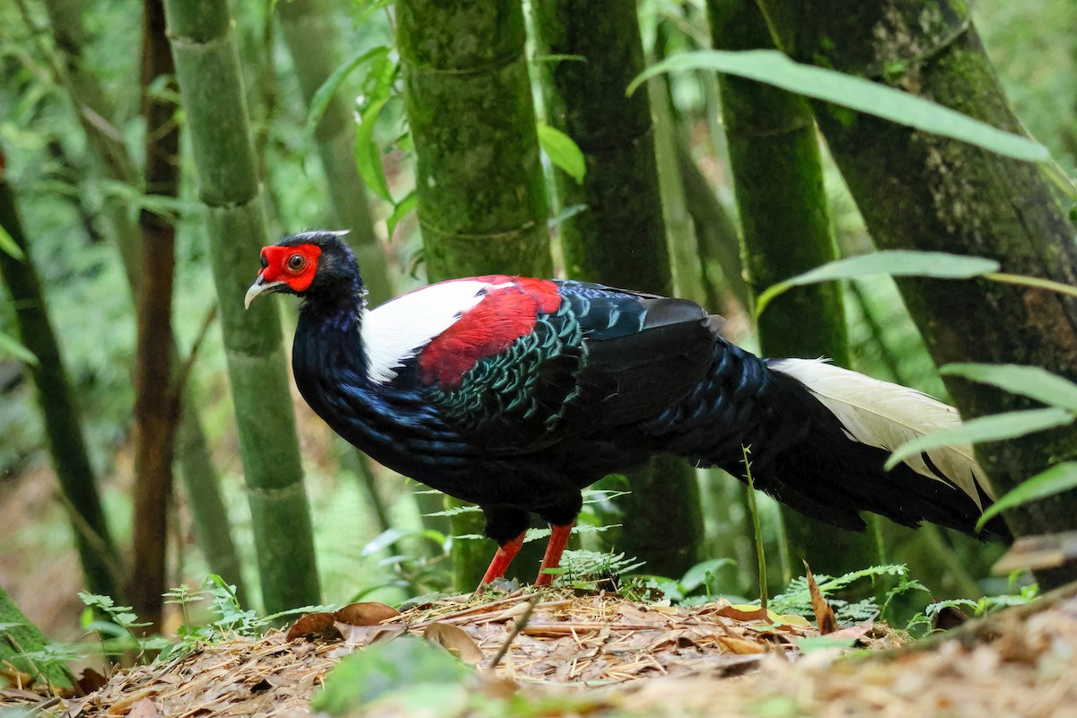 Swinhoe's Pheasant - ML589657481