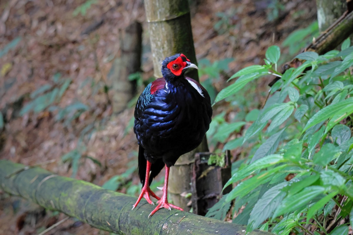 Swinhoe's Pheasant - ML589657511