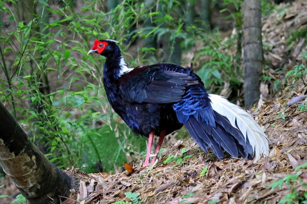 Swinhoe's Pheasant - ML589657521