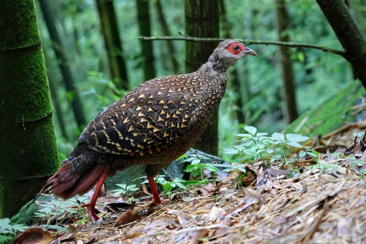 Swinhoe's Pheasant - ML589657571