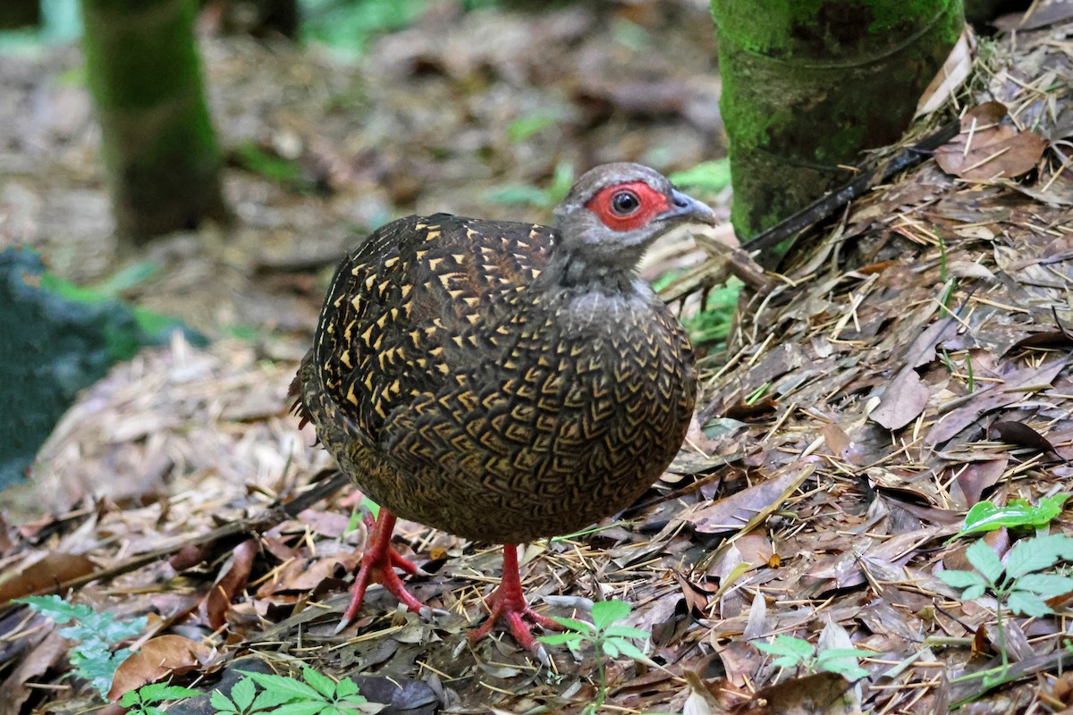 Swinhoe's Pheasant - ML589657581