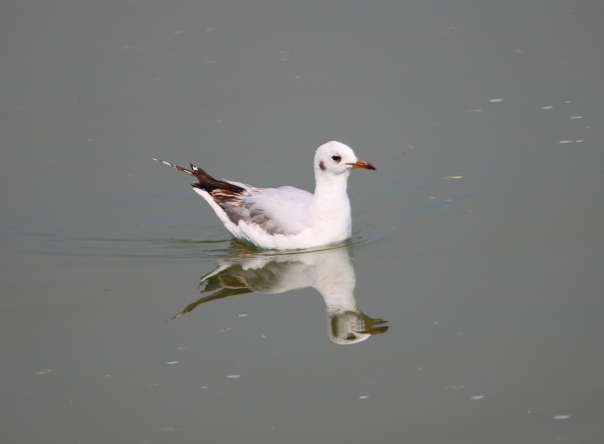 Black-headed Gull - aytekin yaşar