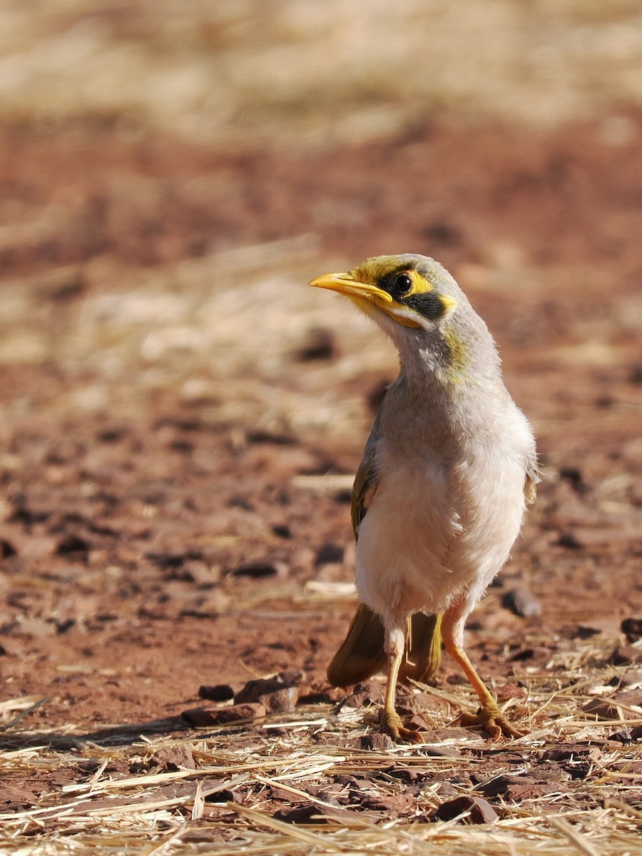 Mielero Goligualdo - ML589659351