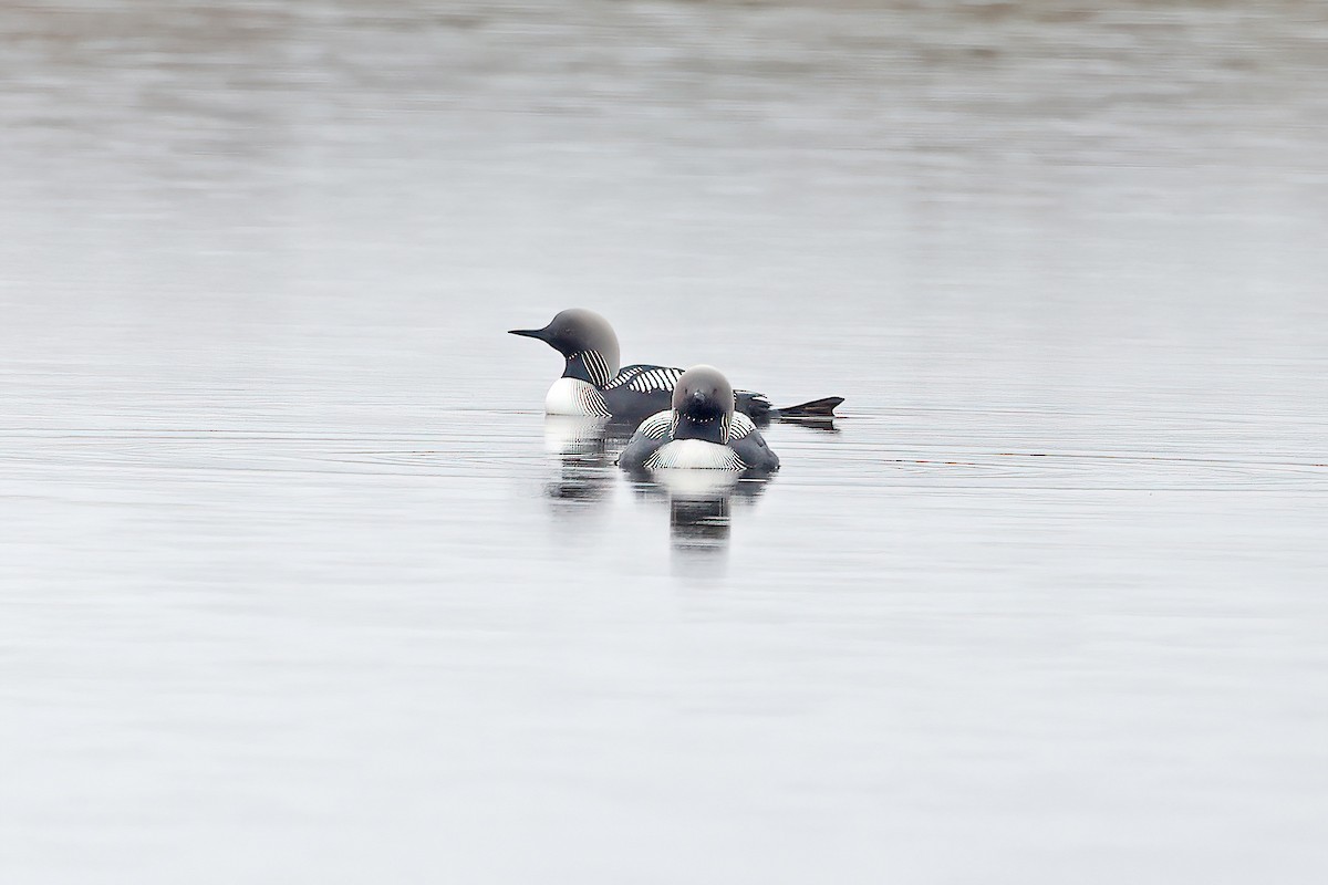 Pacific Loon - David McQuade