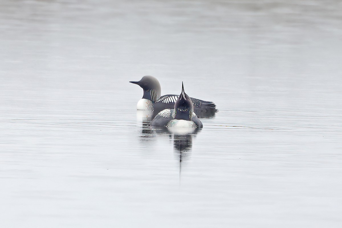 Pacific Loon - David McQuade