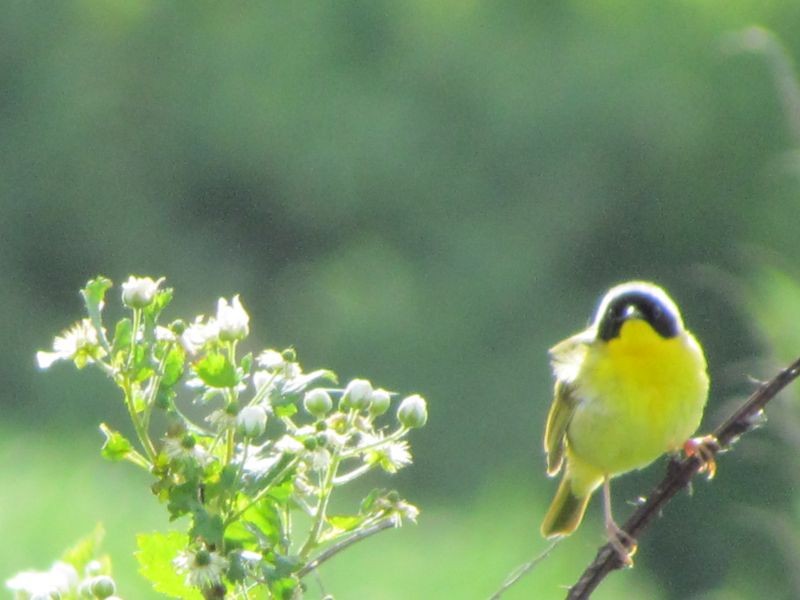 Common Yellowthroat - ML58966041