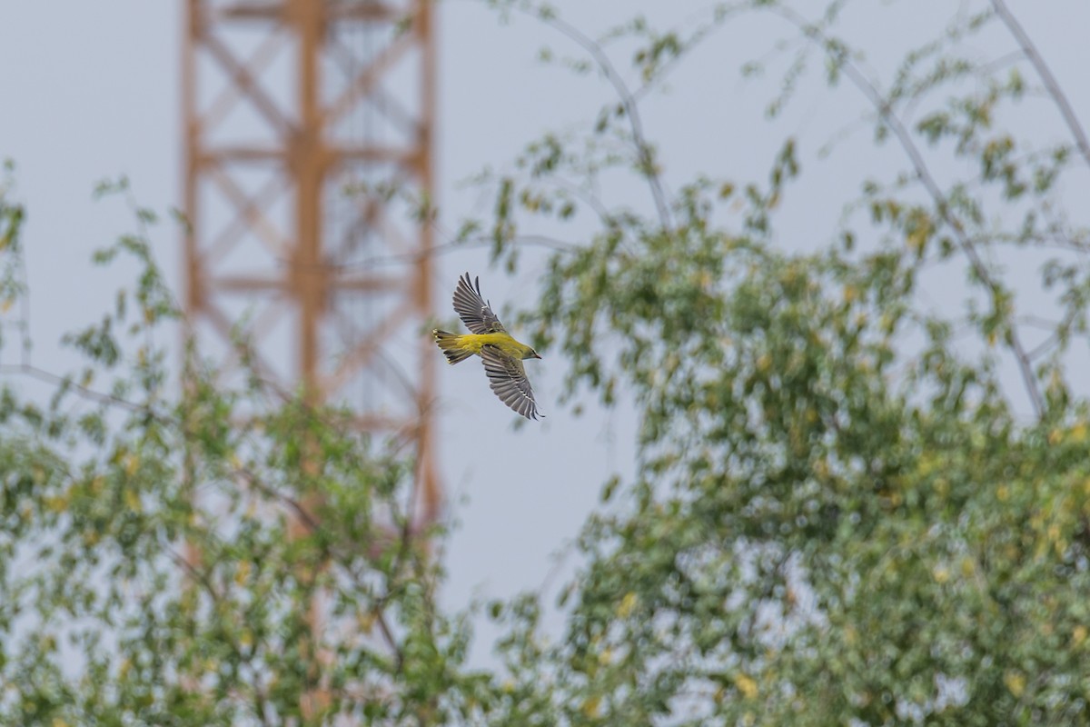 Эгэл шаргач - ML589660921