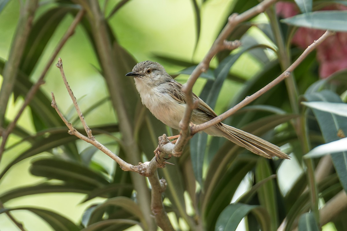 Delicate Prinia - Wich’yanan Limparungpatthanakij