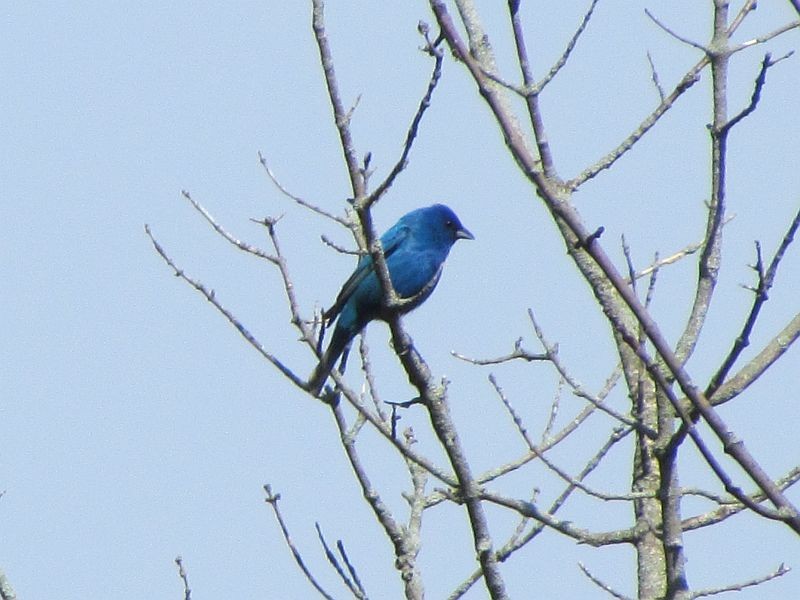 Indigo Bunting - ML58966171