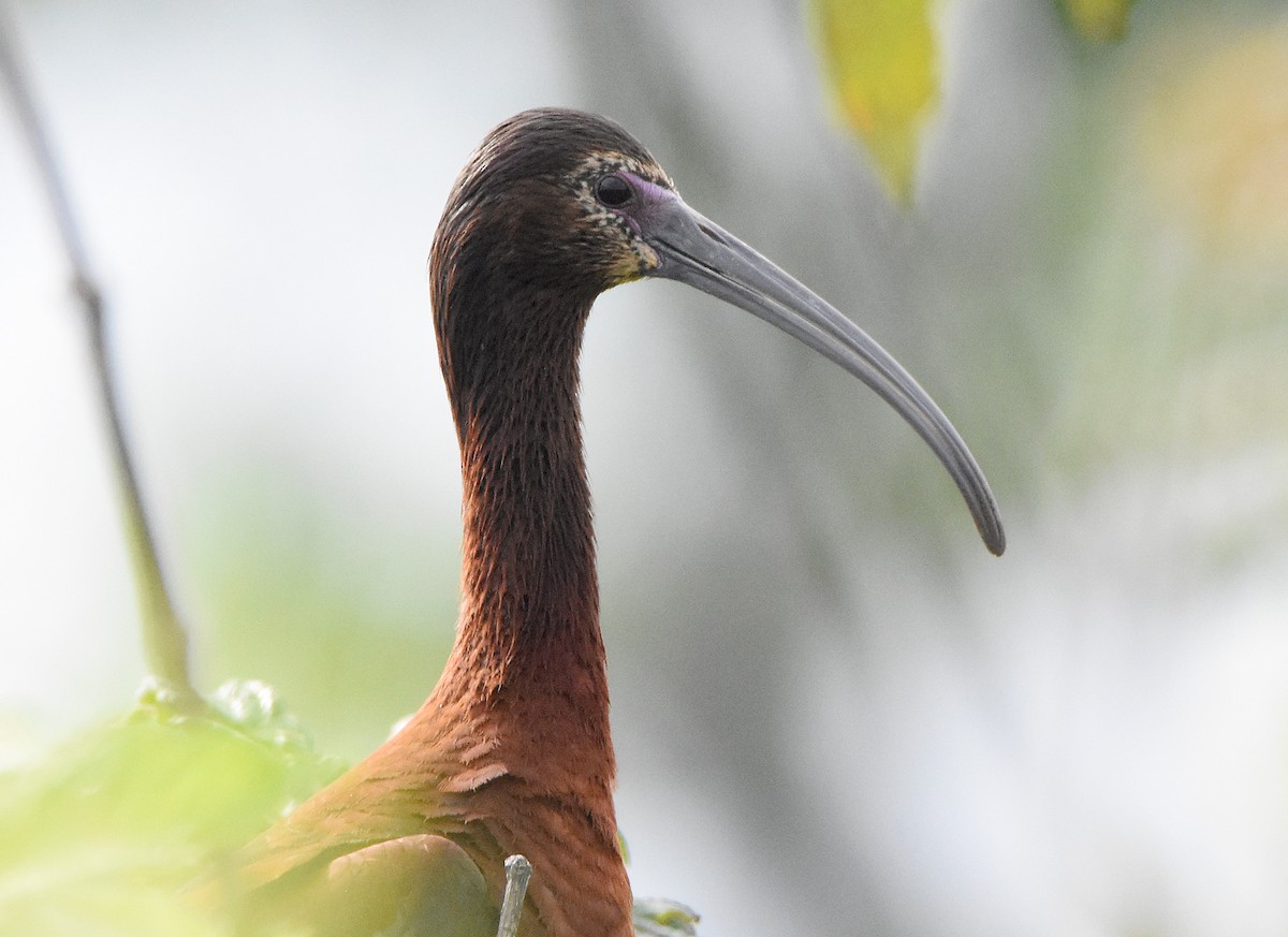 ibis hnědý x americký (hybrid) - ML589662531