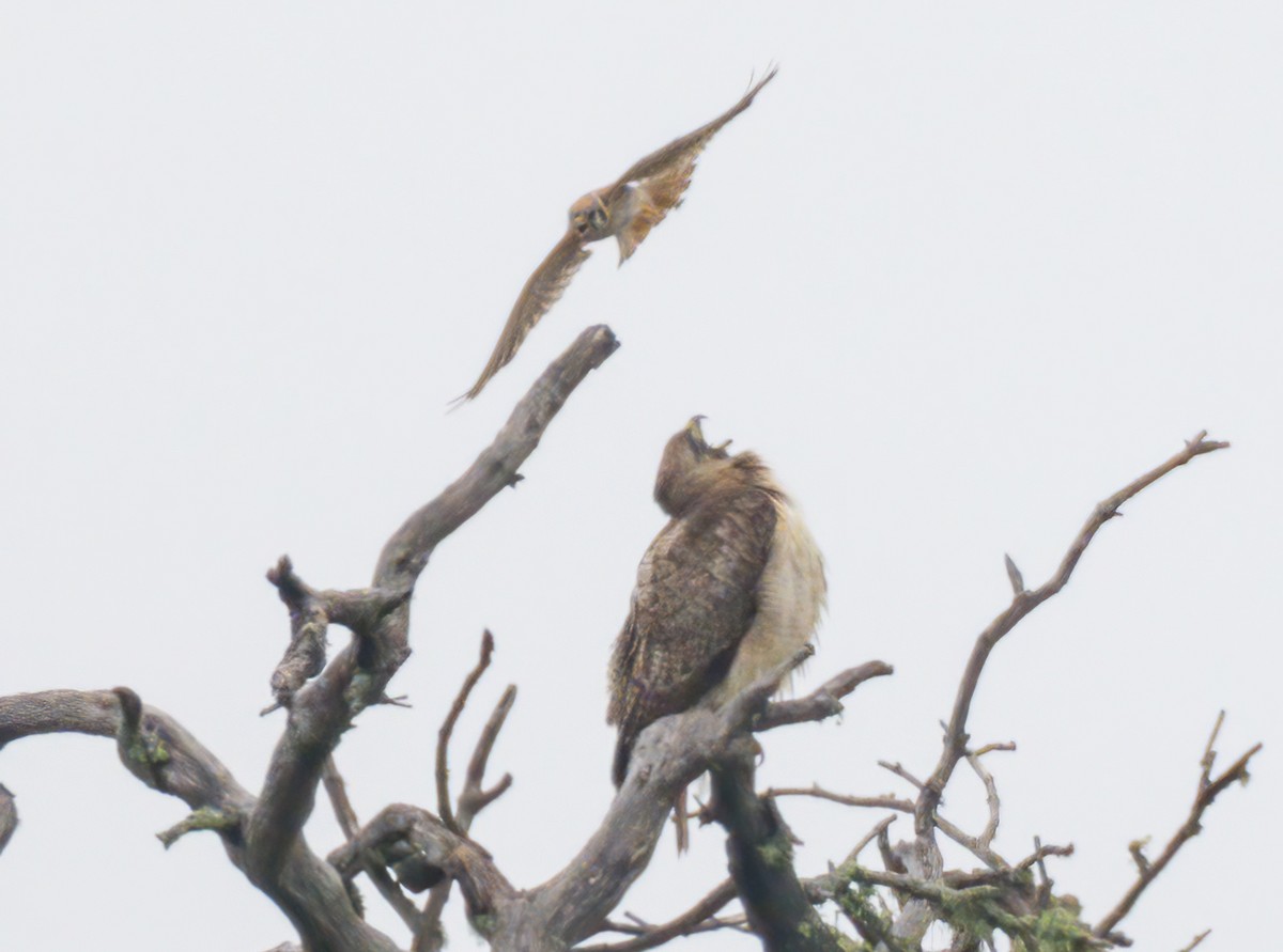 American Kestrel - Steve Colwell