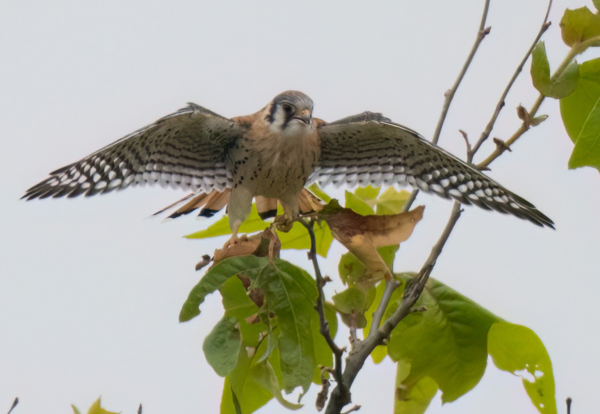 American Kestrel - Steve Colwell