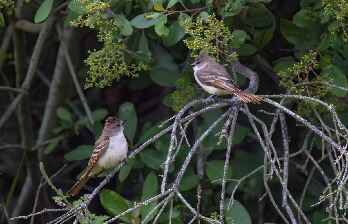 Ash-throated Flycatcher - Steve Colwell