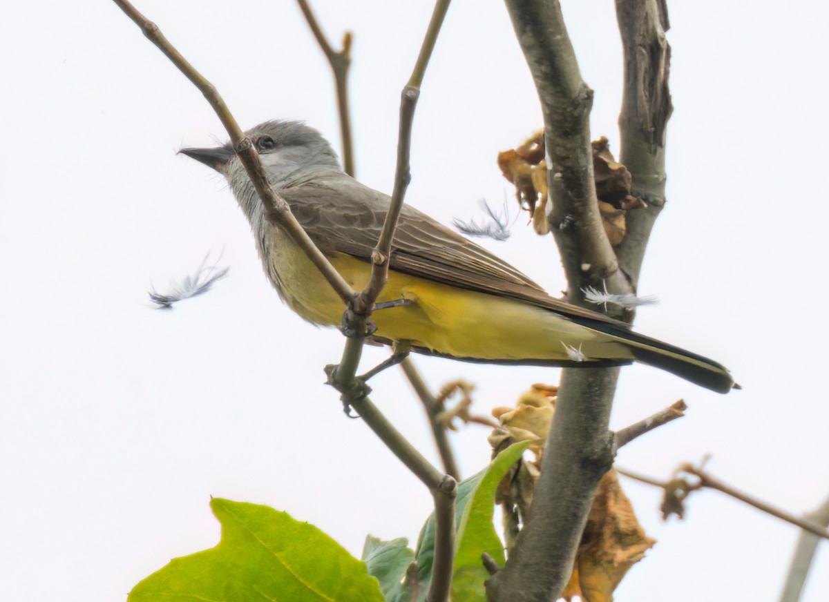 Western Kingbird - Steve Colwell