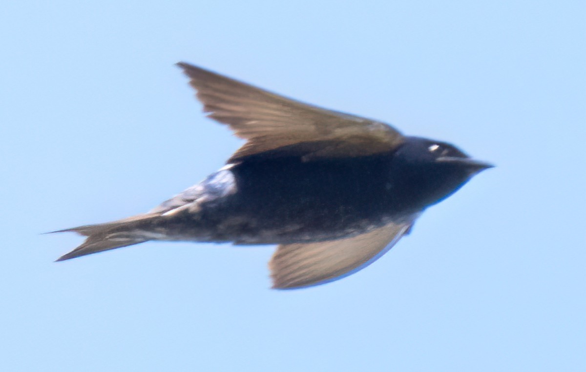 Purple Martin - ML589663761