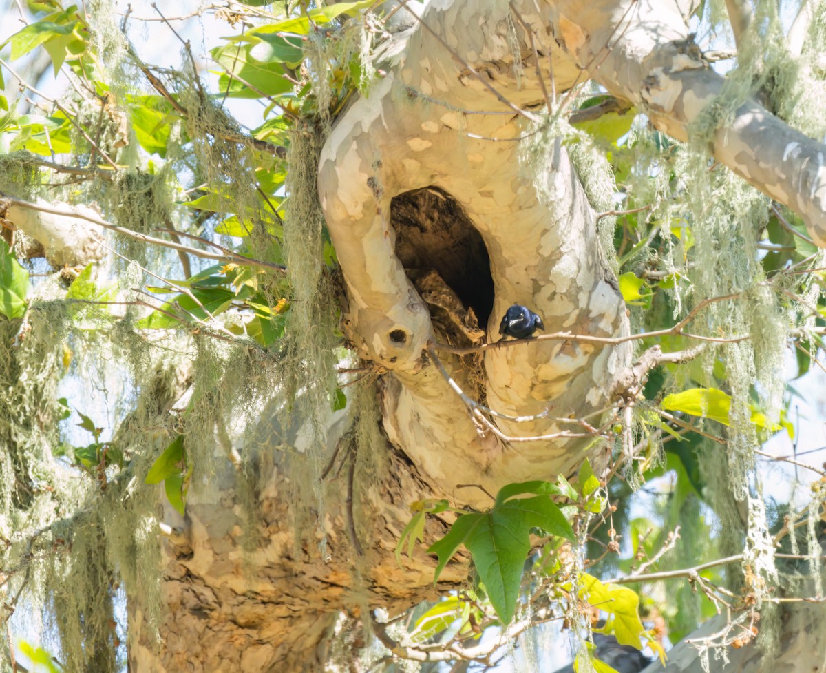 Purple Martin - Steve Colwell