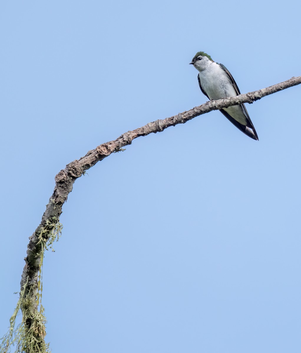 Violet-green Swallow - Steve Colwell