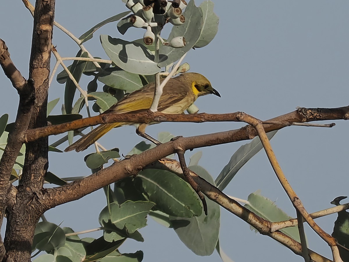 Gray-fronted Honeyeater - ML589664411