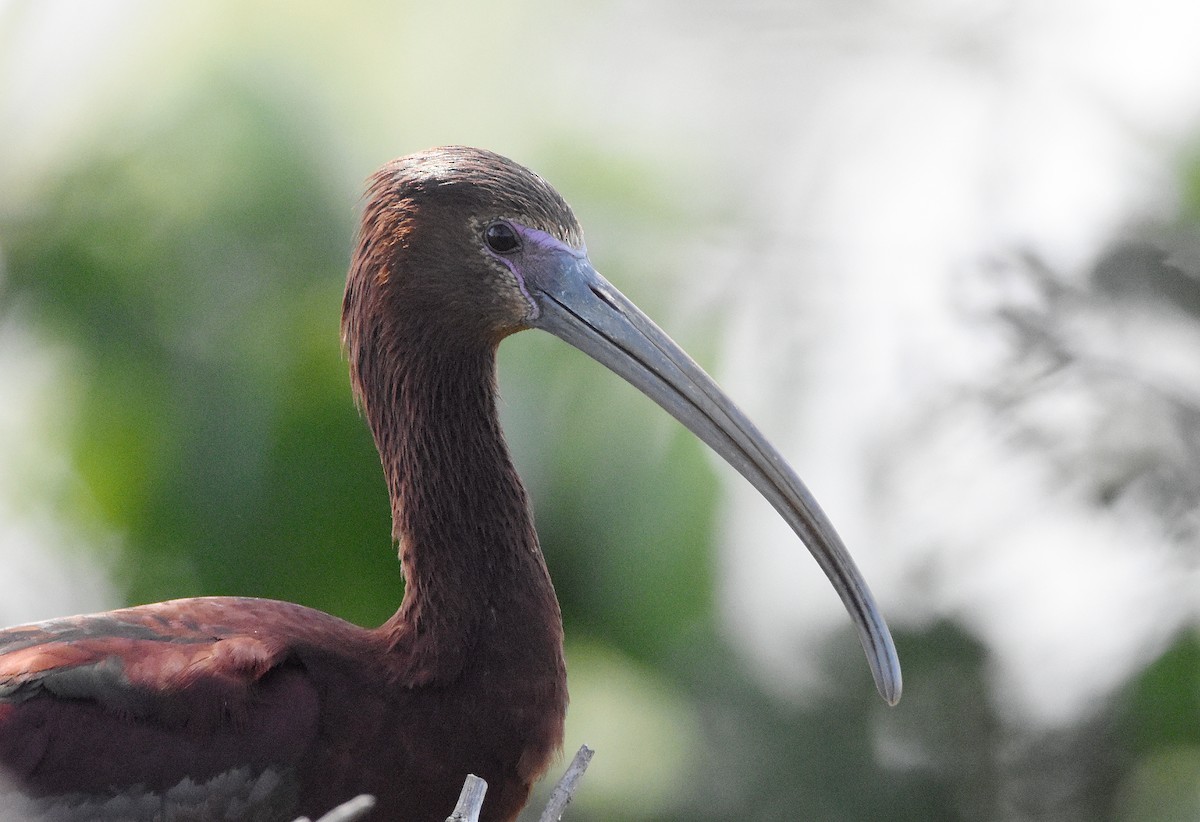 ibis hnědý x americký (hybrid) - ML589664731
