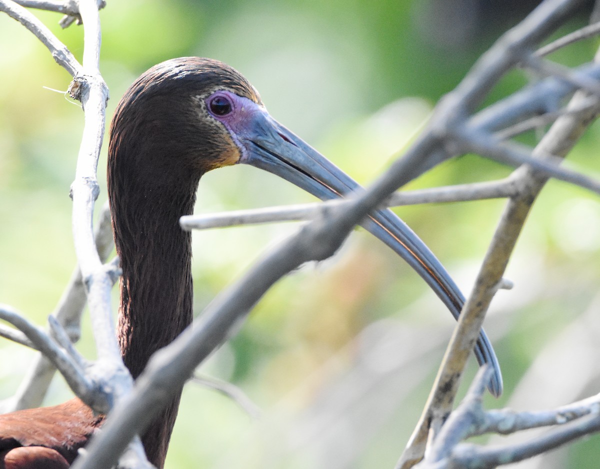 ibis hnědý x americký (hybrid) - ML589664741
