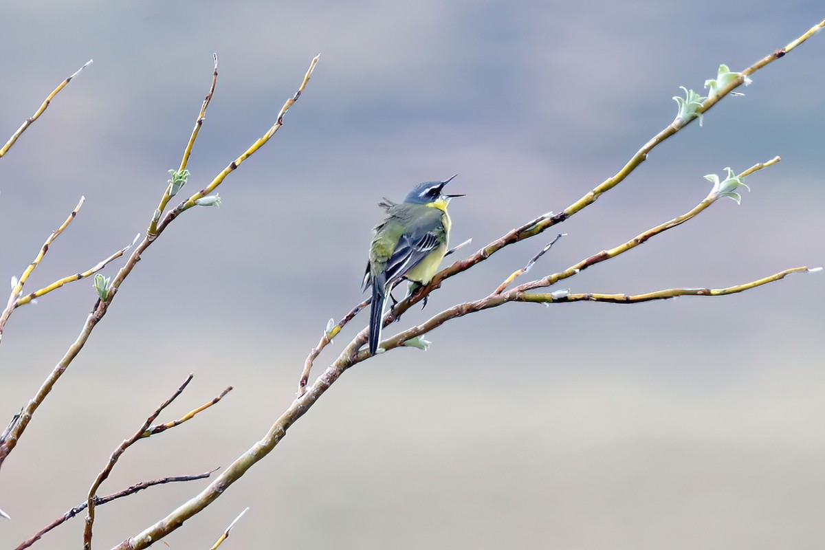 Eastern Yellow Wagtail - ML589664951