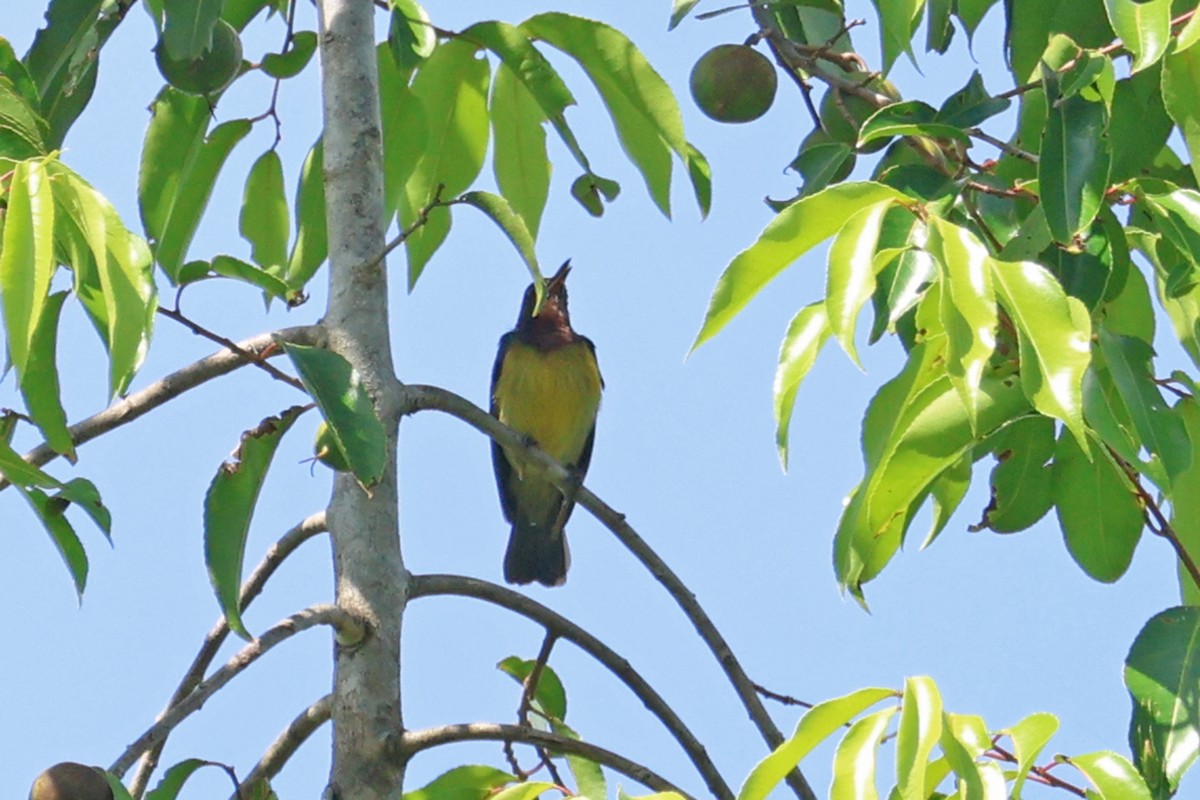 Brown-throated Sunbird - Charley Hesse • Naturally Adventurous Podcast