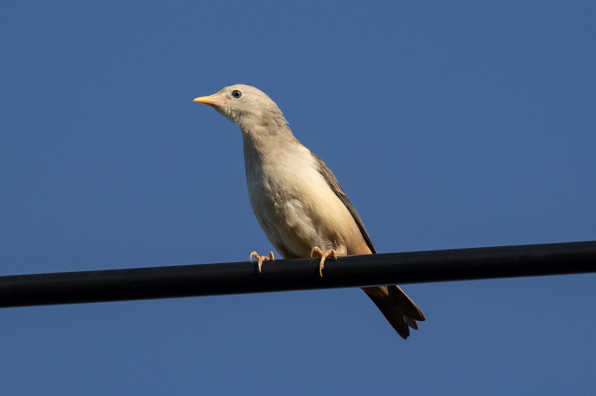 Chestnut-tailed Starling - ML589665491