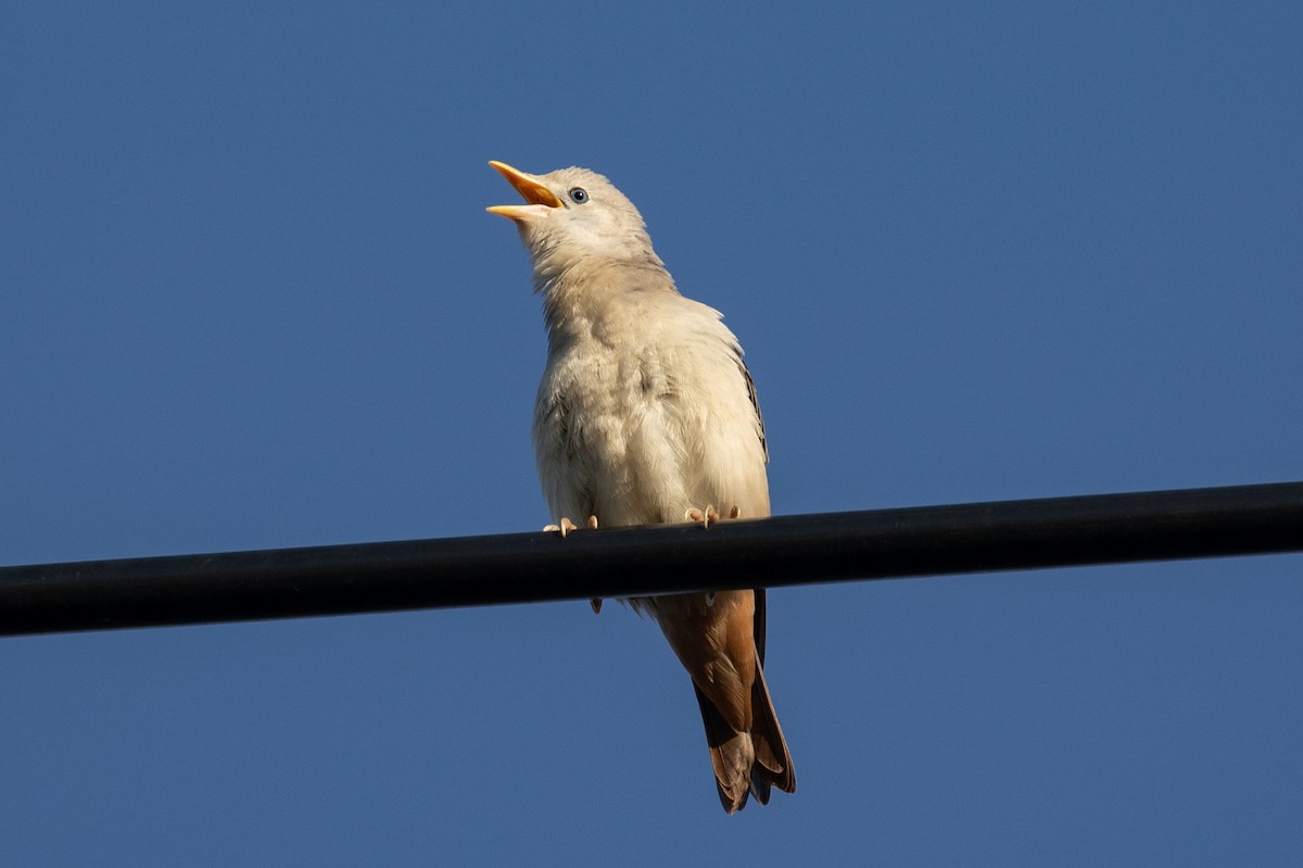 Chestnut-tailed Starling - ML589665501