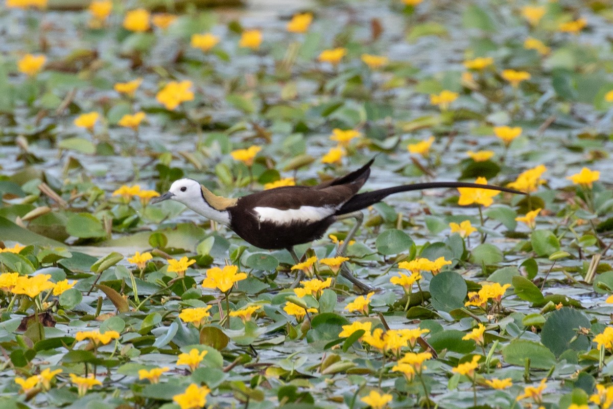 Pheasant-tailed Jacana - ML589665881