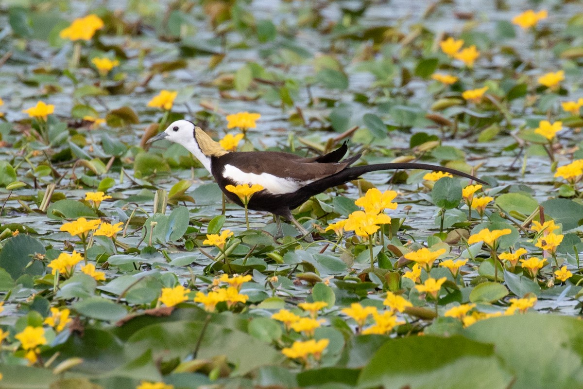 Pheasant-tailed Jacana - ML589665891