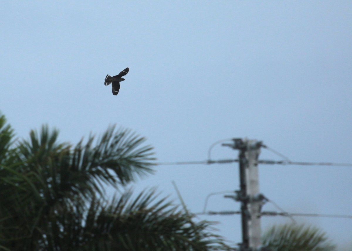 Antillean Nighthawk - ML589665991