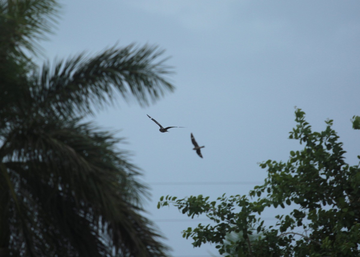 Antillean Nighthawk - ML589666001