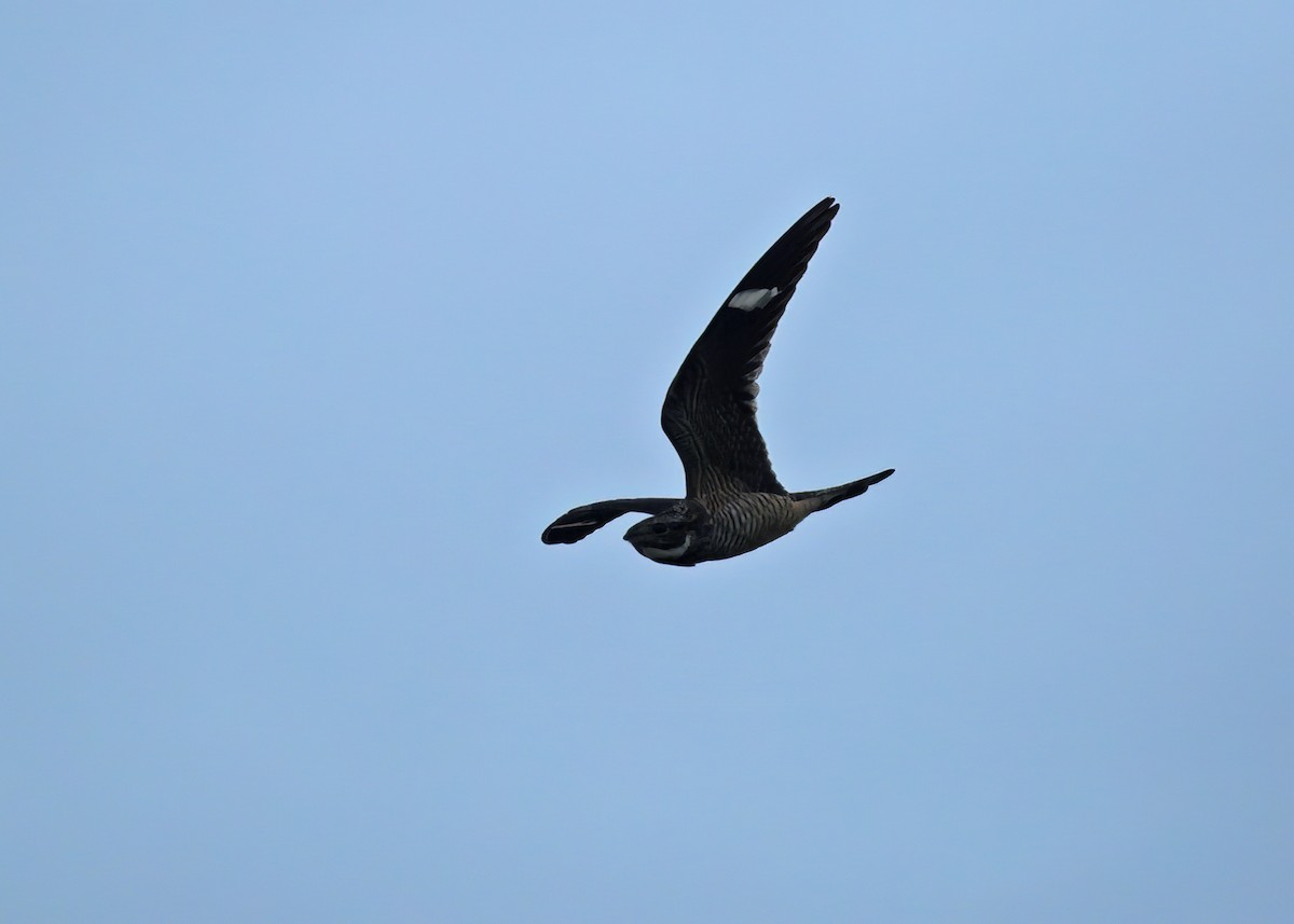 Antillean Nighthawk - ML589666011