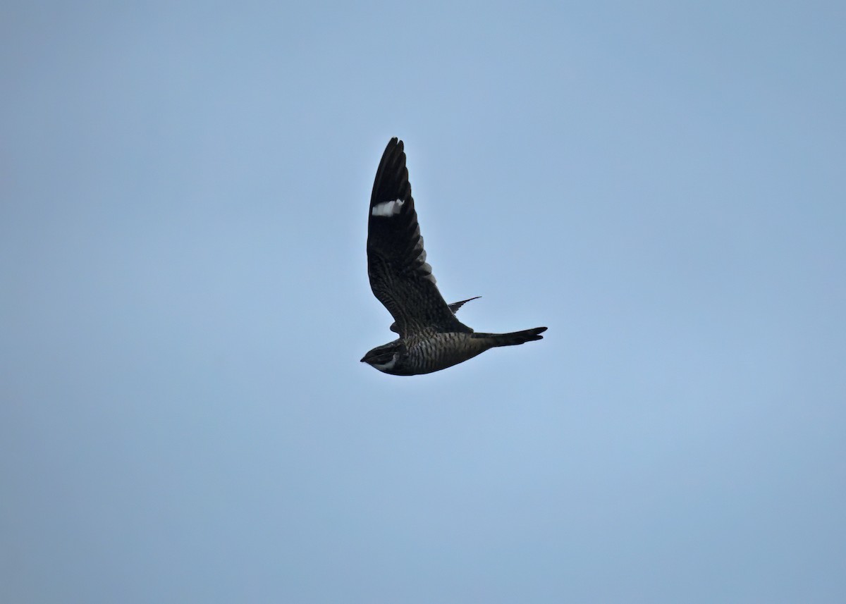 Antillean Nighthawk - ML589666021