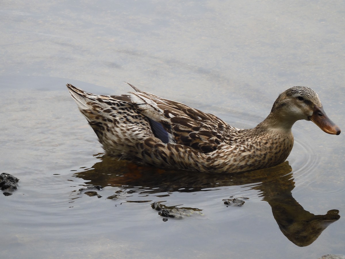 Mallard (Domestic type) - ML589666401