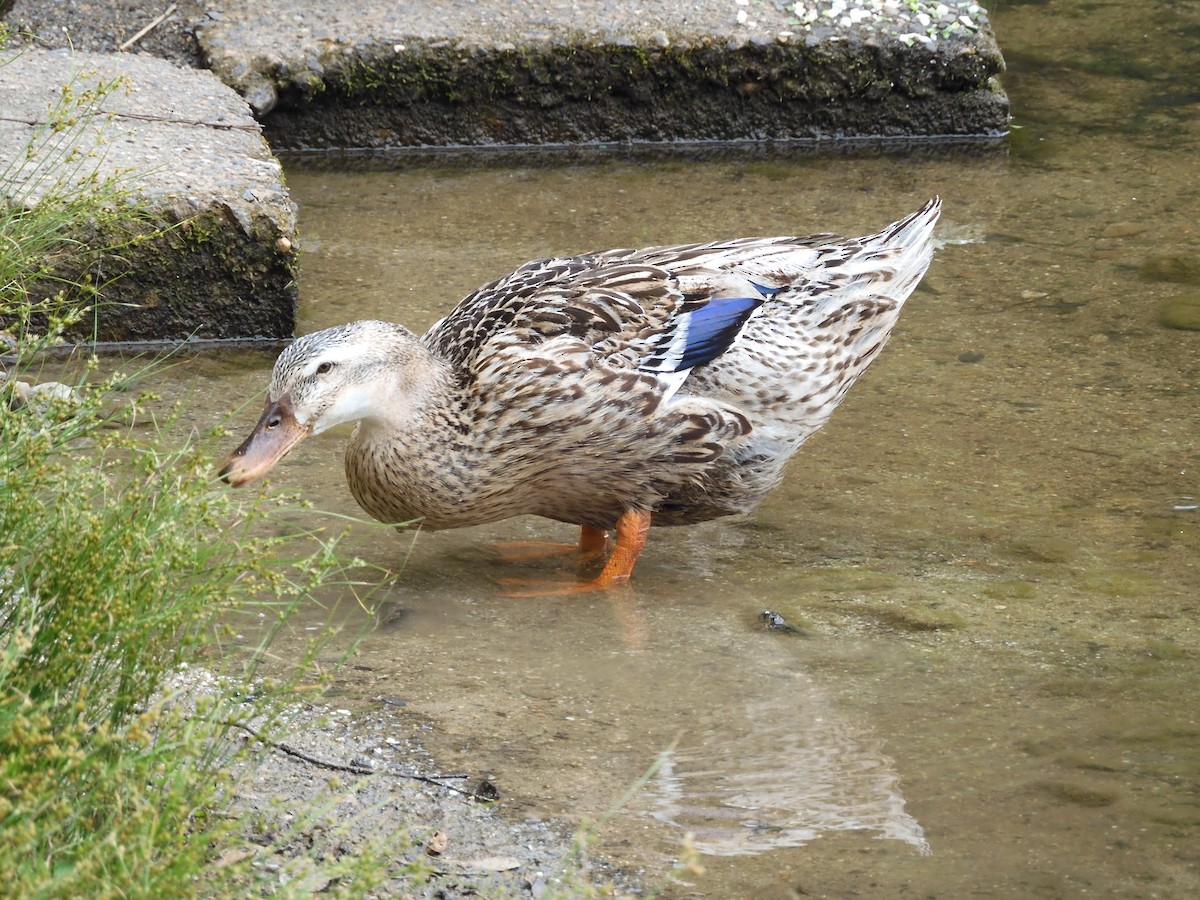 Mallard (Domestic type) - Yutaka Ishizu