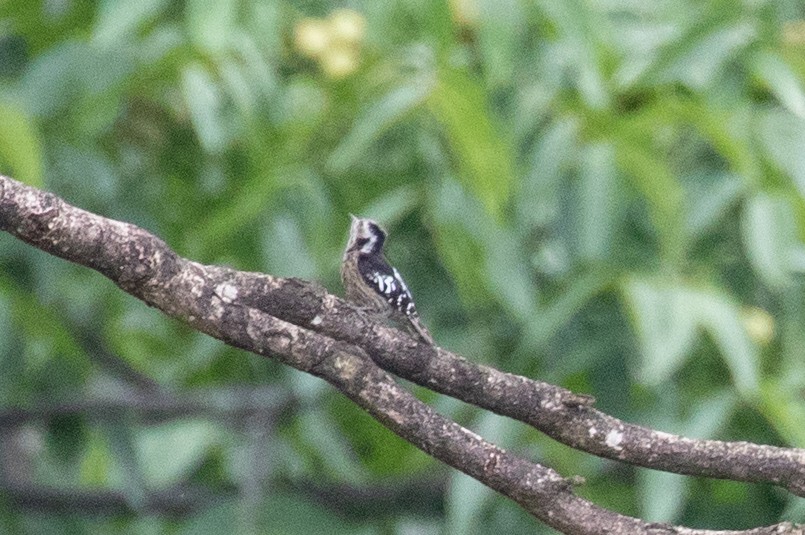 Gray-capped Pygmy Woodpecker - ML589666801