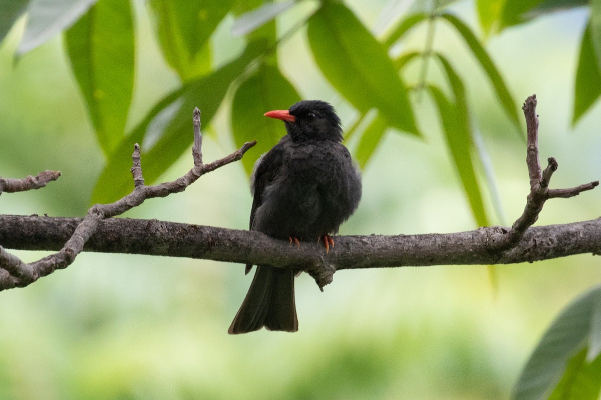 Black Bulbul - ML589666911