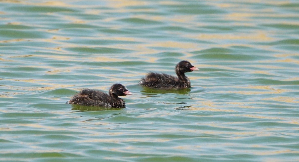 Little Grebe - ML589667021