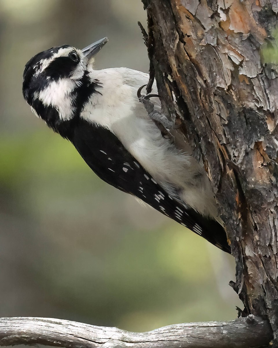 Downy Woodpecker - ML589667041